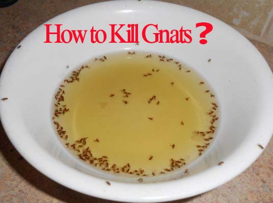 how-to-kill-gnats