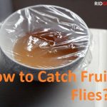 how to catch fruit flies