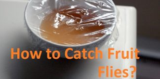 how to catch fruit flies