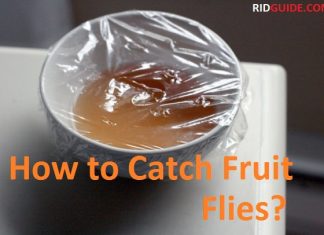 how to catch fruit flies