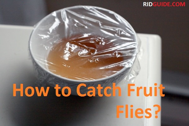 how to catch fruit flies