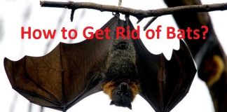 how to get rid of bats