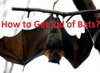 how to get rid of bats