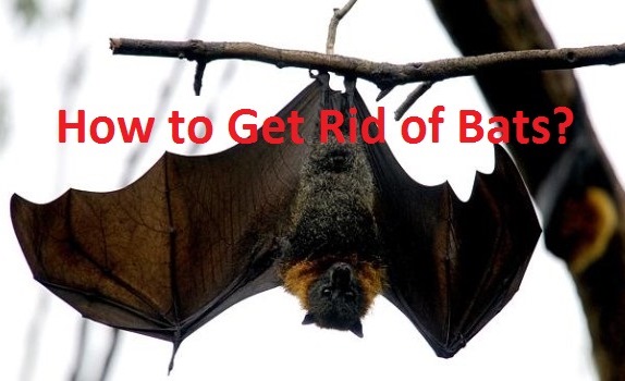 how to get rid of bats