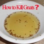 how to kill gnats