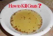 how to kill gnats