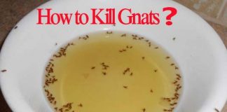 how to kill gnats