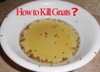 how to kill gnats