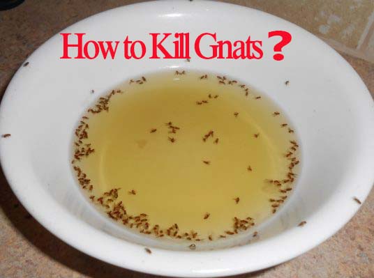 how to kill gnats