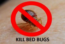 HOW TO KILL BED BUGS