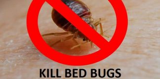 HOW TO KILL BED BUGS