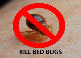 HOW TO KILL BED BUGS