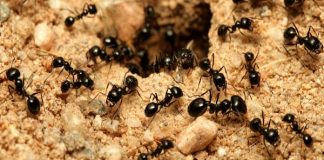 Get Rid of Ants