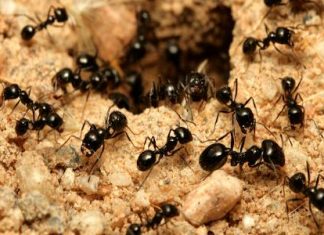 Get Rid of Ants