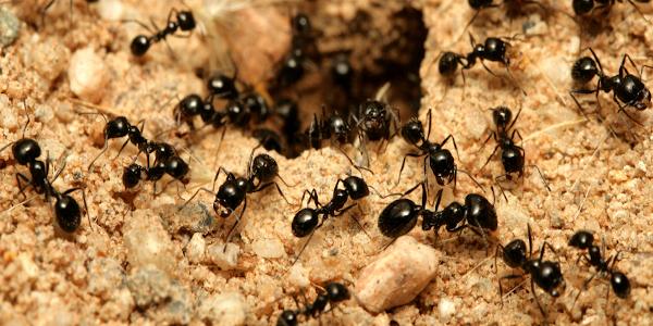 Get Rid of Ants