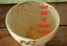 How to Get Rid of Gnats