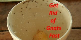 How to Get Rid of Gnats