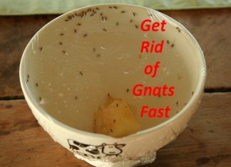 How to Get Rid of Gnats