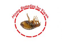 home remedies for fleas