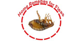 home remedies for fleas