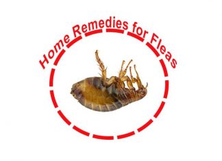 home remedies for fleas