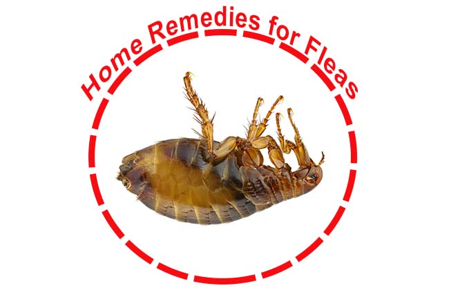 home remedies for fleas