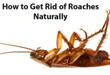 how to get rid of cockroaches