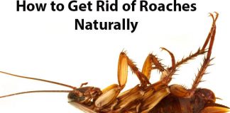 how to get rid of cockroaches