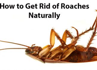 how to get rid of cockroaches