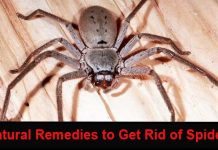 how to get rid of spiders