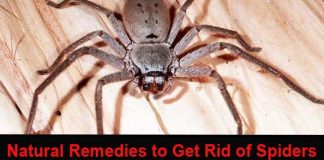 how to get rid of spiders