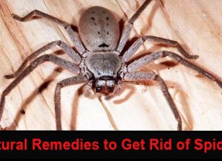 how to get rid of spiders