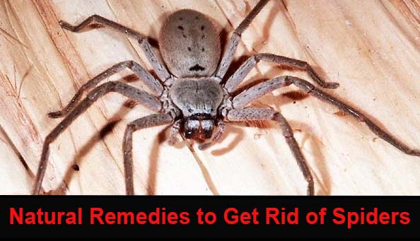 how to get rid of spiders