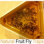 how to kill fruit flies