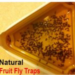 how to kill fruit flies