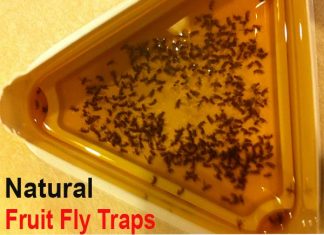 how to kill fruit flies