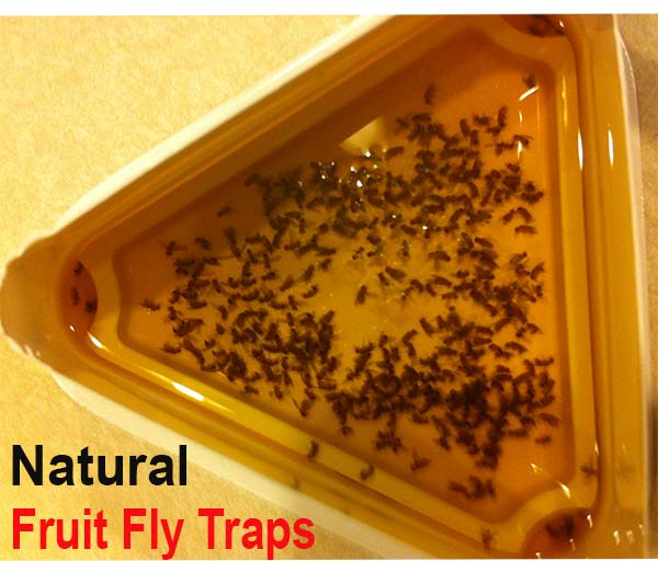 how to kill fruit flies