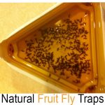 how to kill fruit flies