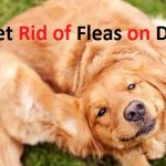 how to get rid of fleas on dogs