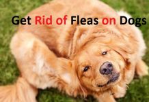 how to get rid of fleas on dogs