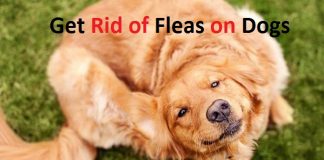 how to get rid of fleas on dogs