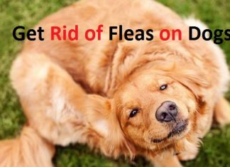 how to get rid of fleas on dogs