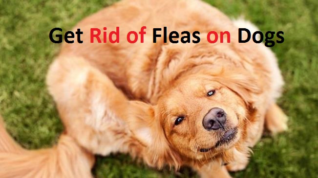 how to get rid of fleas on dogs