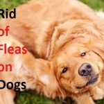 how to get rid of fleas on dogs