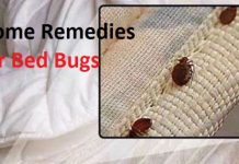 home remedies for bed bugs