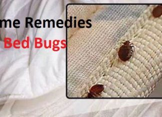 home remedies for bed bugs