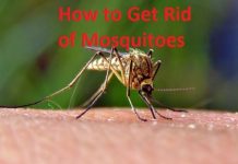 how to get rid of mosquitoes