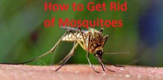 how to get rid of mosquitoes