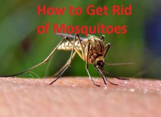 how to get rid of mosquitoes