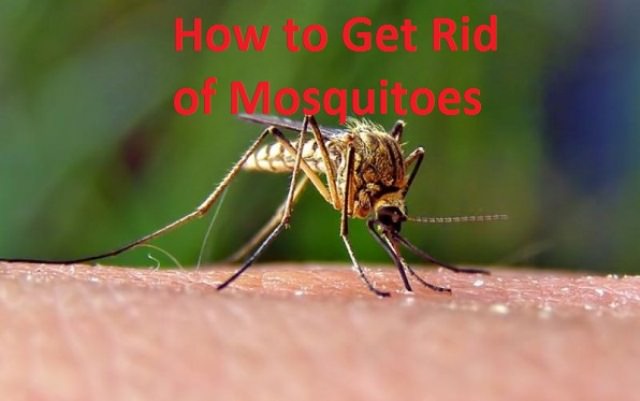 how to get rid of mosquitoes